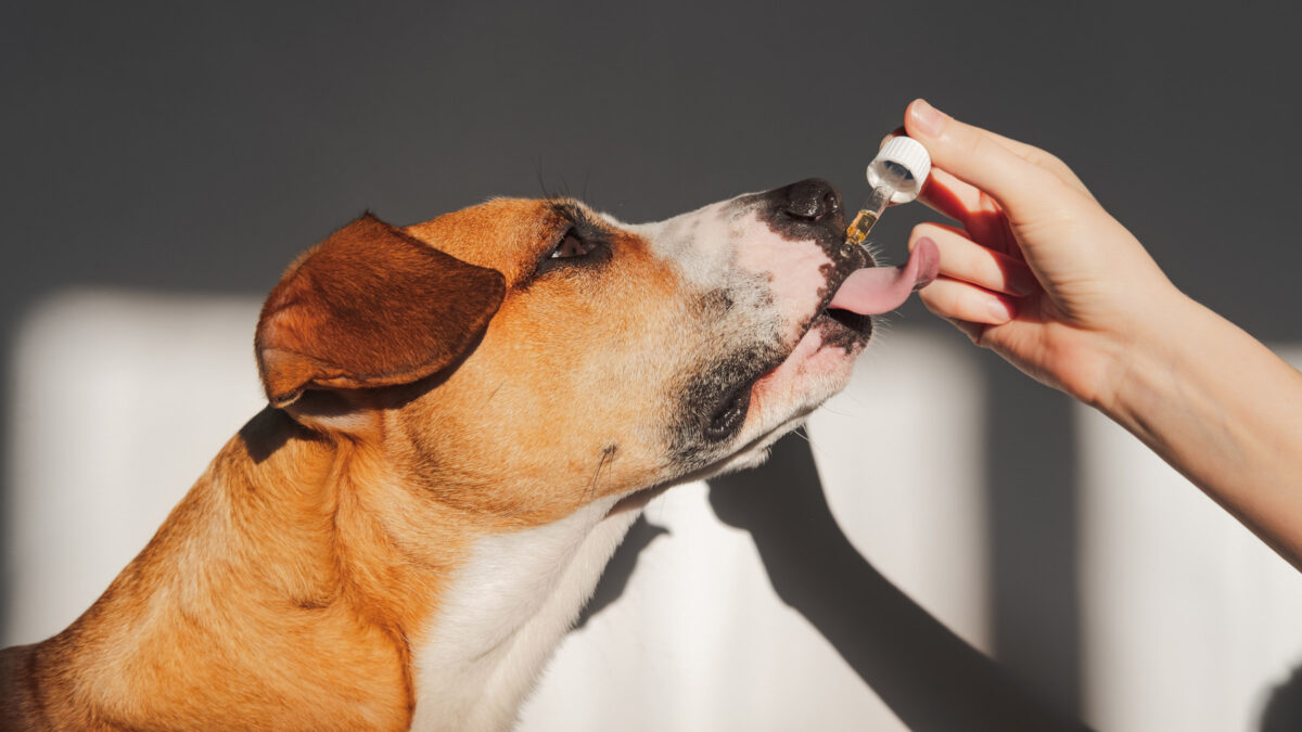 This dog is eating Pet Vet CBD Tincture and is loving life