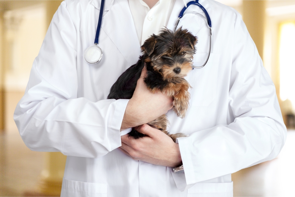 Dog getting doctor's help