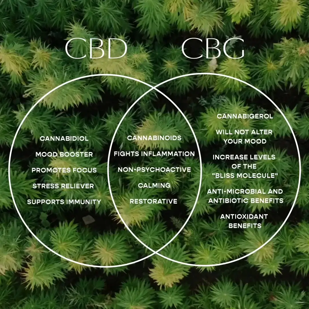 A comparison of CBG and CBD oils, displayed side by side in a clean, professional design with text highlighting their unique properties and benefits.