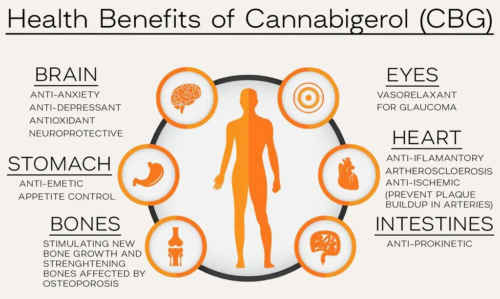 Infographic detailing the health benefits of CBG, with clear icons and text highlighting its effects on focus, digestion, and inflammation.