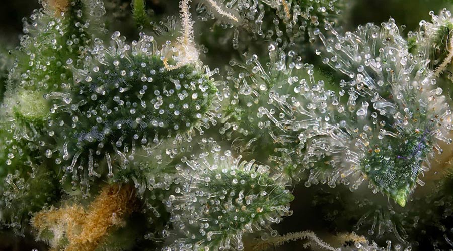 Close-up of hemp trichomes, showcasing resinous glands that produce cannabinoids and terpenes.