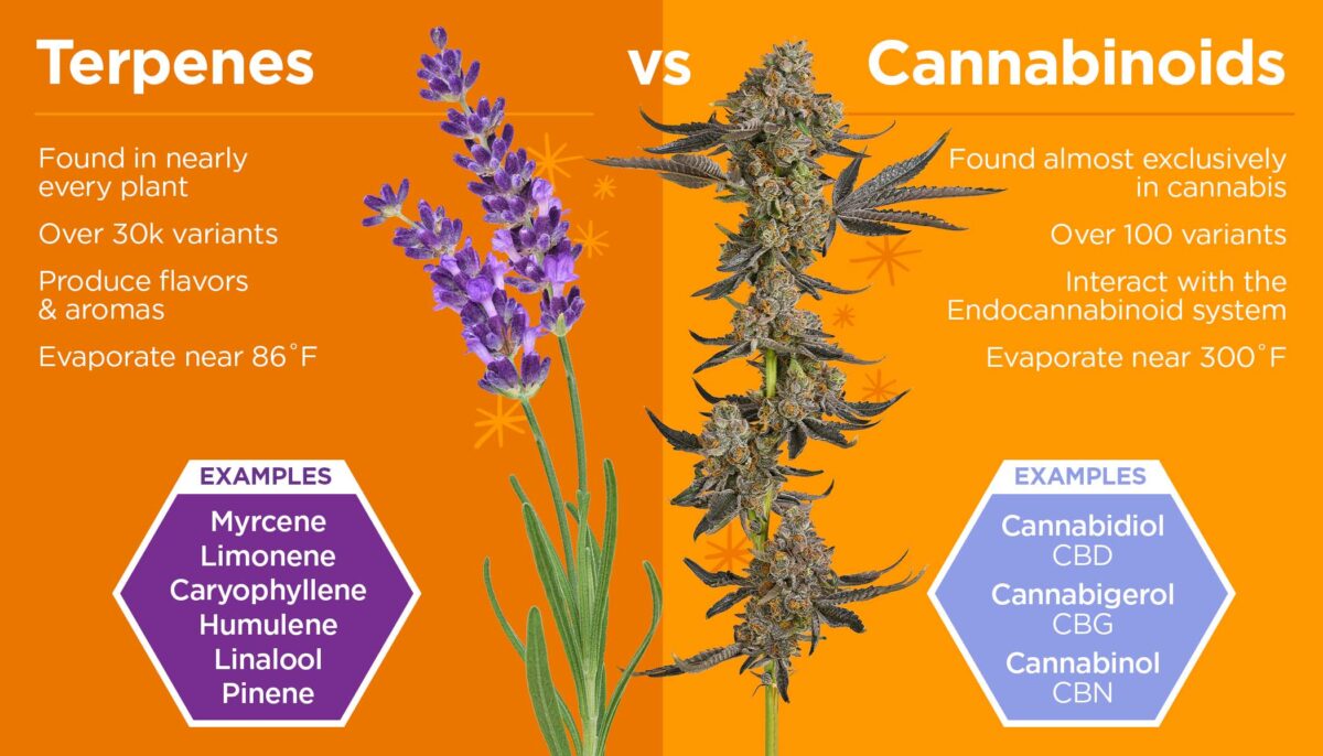 Infographic comparing terpenes and cannabinoids, highlighting their roles, examples, and differences in properties and evaporation points.