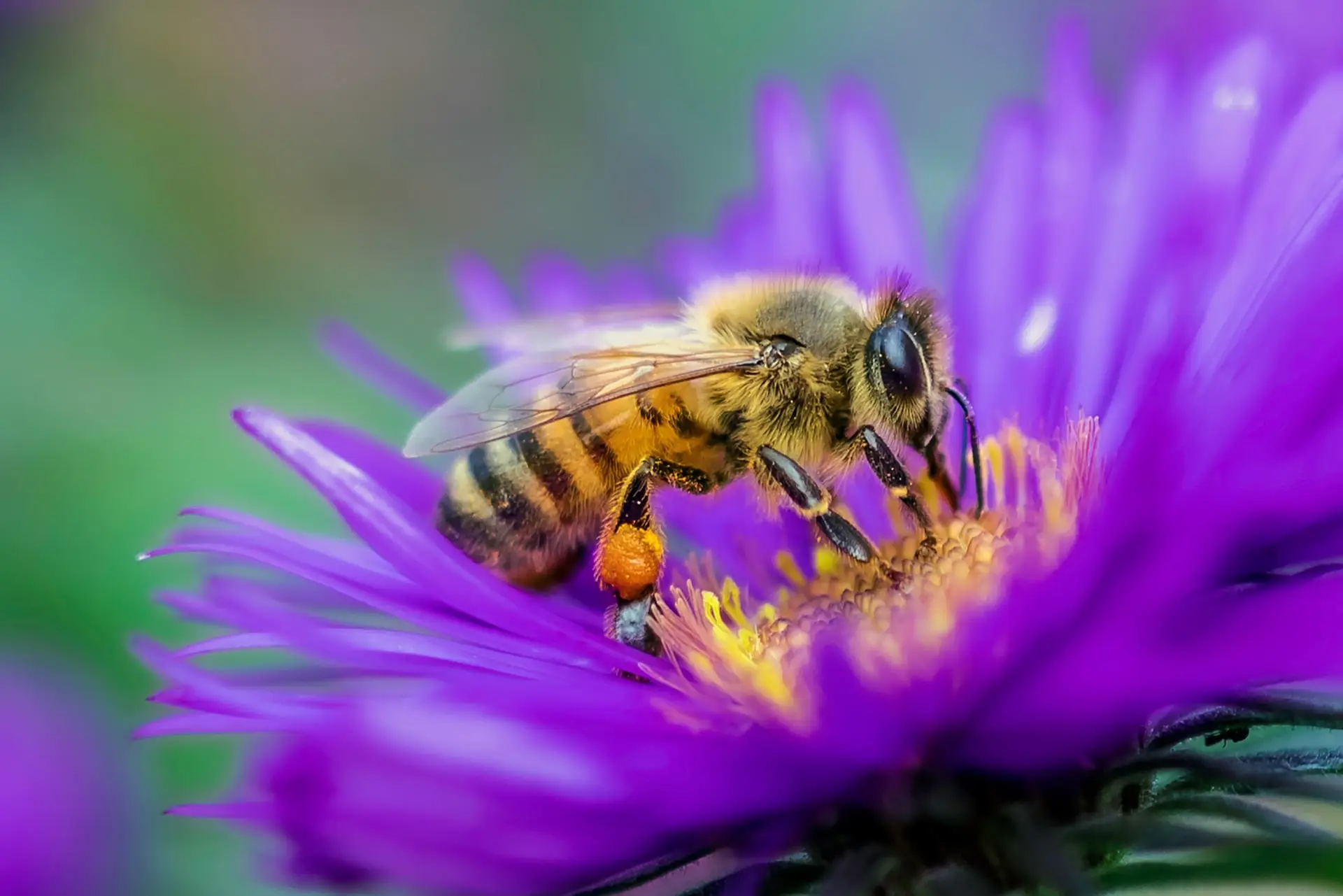 A close-up of a honeybee collecting nectar from a vibrant purple flower, showcasing the beauty of pollination in nature