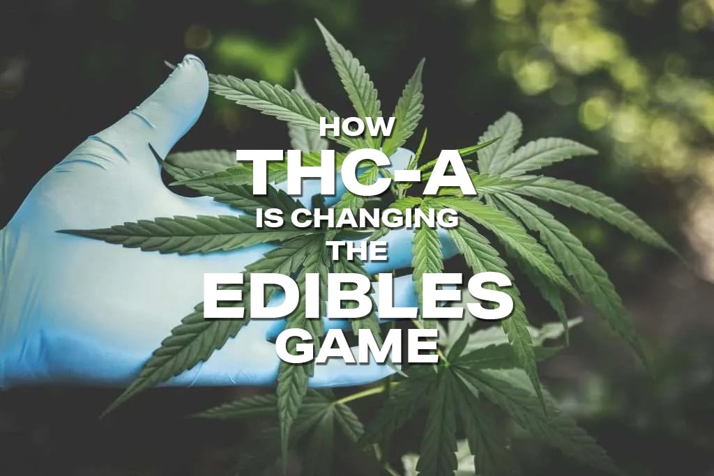 Close-up of a cannabis leaf with a gloved hand in the background and text overlay reading 'How THC-A is Changing the Edibles Game' for a blog post on cannabis edibles.