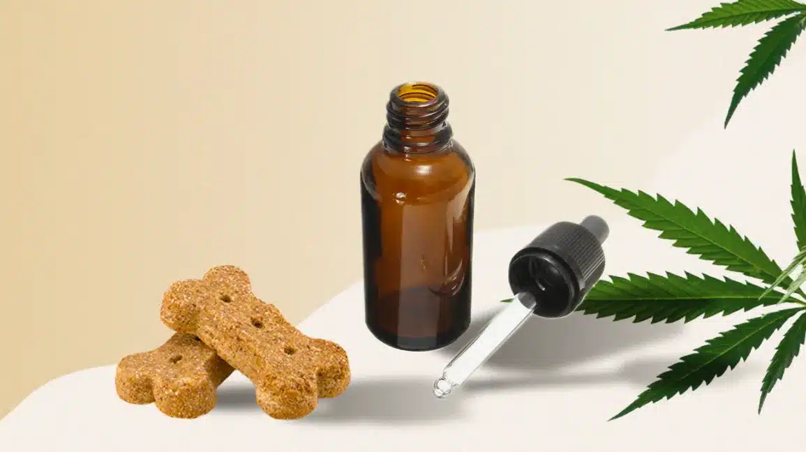 CBD oil and dog treats with hemp leaves – natural anxiety relief for pets