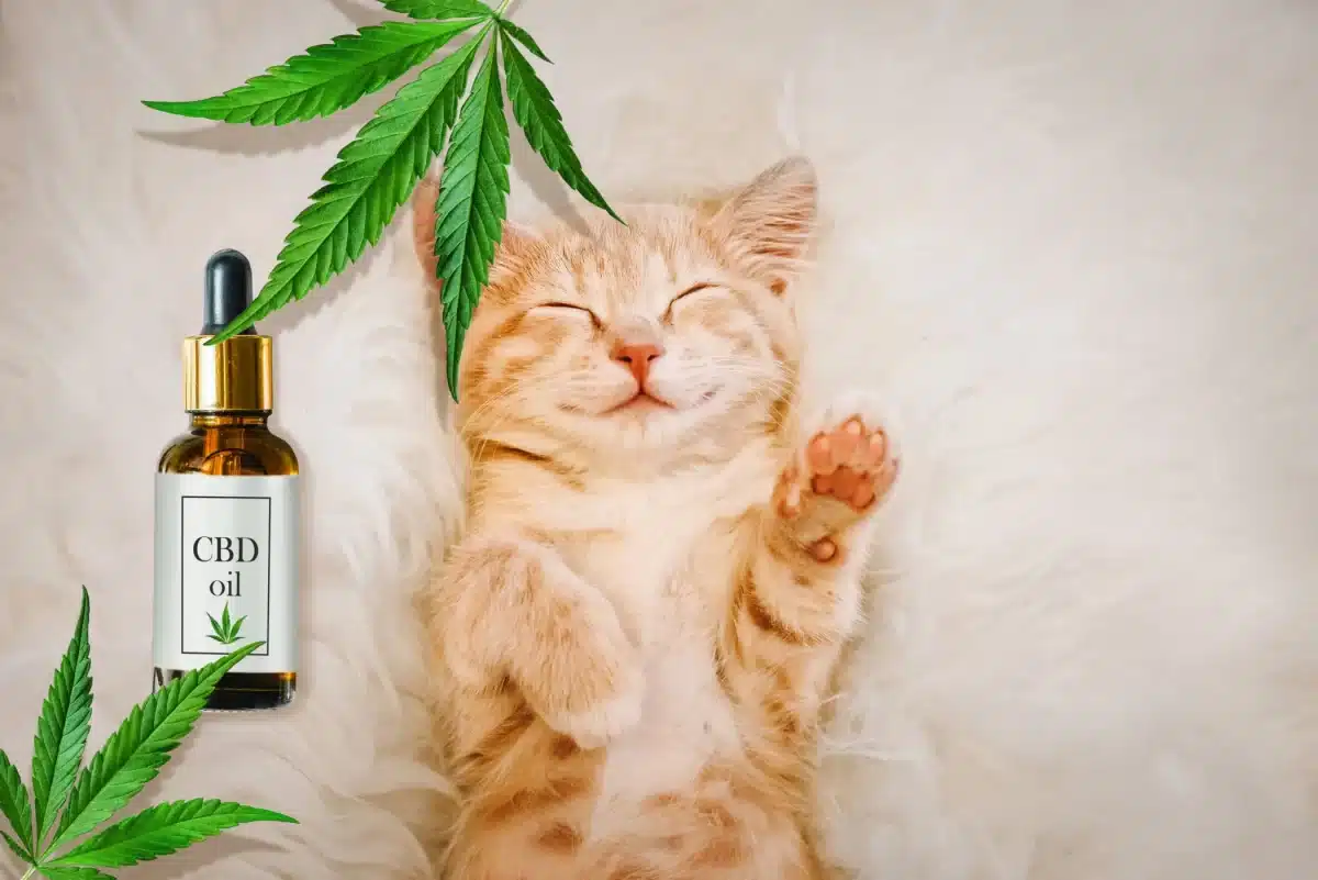 Happy orange kitten sleeping peacefully next to a bottle of CBD oil and hemp leaves on a fluffy white blanket.