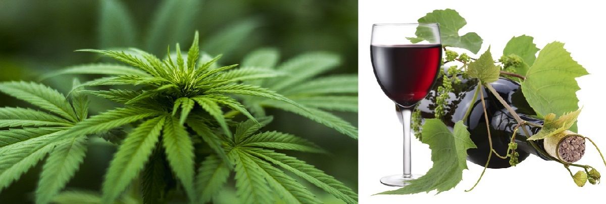 We Swapped Our Nightly Glass of Wine for CBD