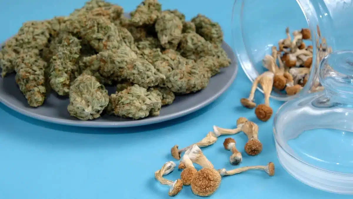 Dried cannabis buds on a plate beside psilocybin mushrooms spilling from a glass jar on a blue background