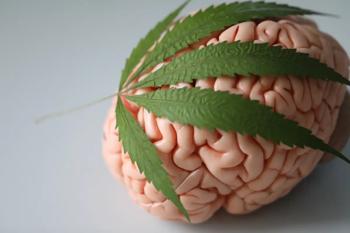Cannabis leaf resting on a model of a human brain