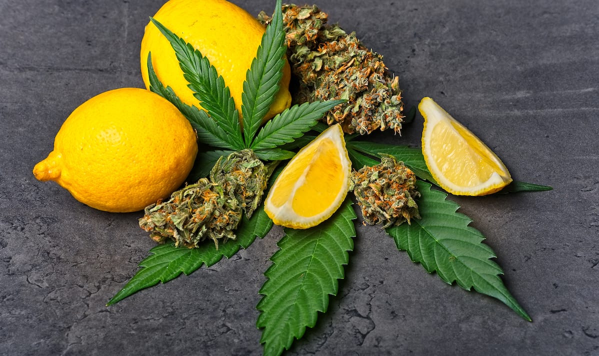 Close-up of hemp leaves and plants in natural light, showing lush foliage and texture