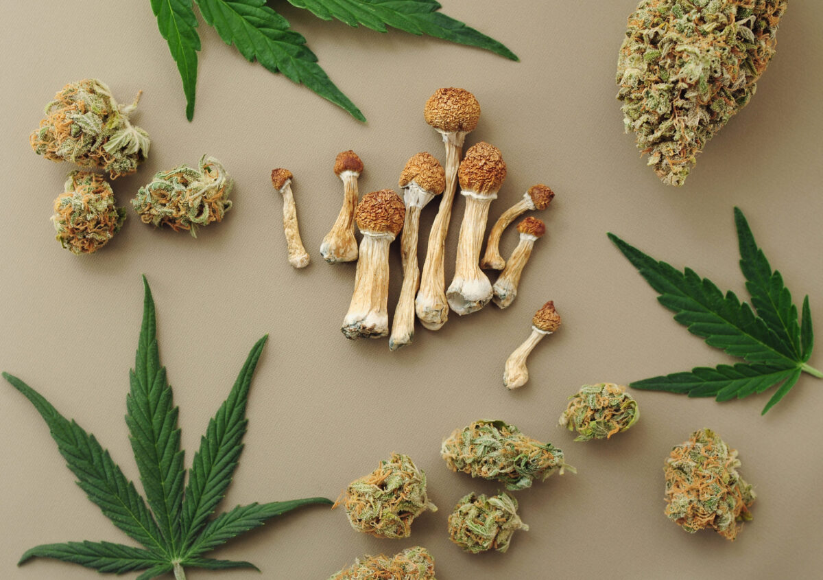Mixed mushrooms and cannabis buds on a dark surface, representing plant-medicine synergy.
